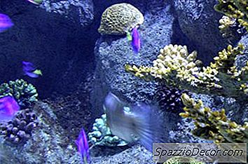 Diy：混凝土水族馆背景