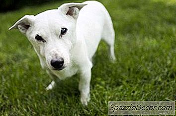 Grama De Cachorro Potty Diy