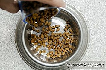 Diy Ev Yapımı Köpek Besleyiciler