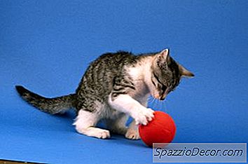 Apakah Semua Kucing Mengguncang Puntungnya Sebelum Berhenti?