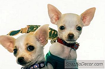 Est-Ce Que Tous Les Chihuahuas Ont Les Cheveux Courts À La Naissance