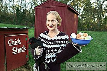 Gör Alla Kvinnliga Kycklingar Ägg Varje Dag?