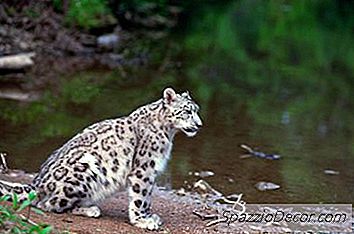 Har Bengal Katterna Mindre Än De Flesta Katter?