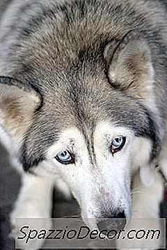 Gjør Blå Eyed Siberian Huskies Katarakt Mer Enn Brown Eyed?