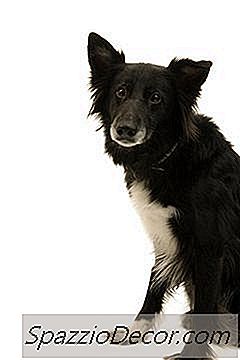 tratamiento mensual de parásitos para los ácaros del oído en perros