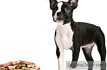 Boston Terrier Kuyrukları Kıvrılıyor Mu?