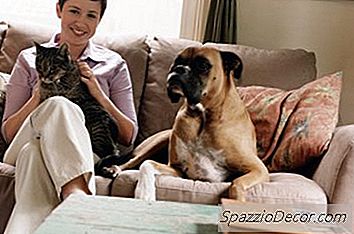 Boksörler Kedileri Sever Mi?