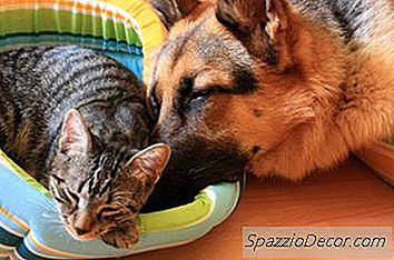 Apakah Brewer'S Yeast & Garlic Membantu Mengusir Kutu Dari Anjing & Kucing?