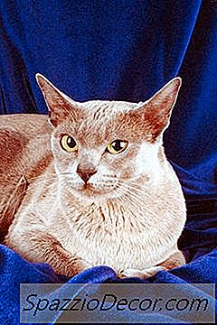Burmesiska Katter Sänktes Mycket?
