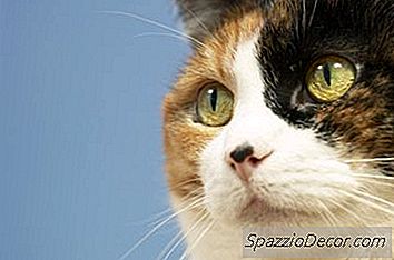 Gör Katter Tugga På Någonting?