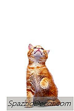 Katzen Essen Trockene Katzenminze? ​​