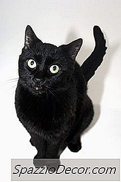当他们不能咳嗽毛球时，猫会变得烦躁吗？