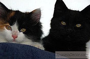 Pisicile Devin Singure