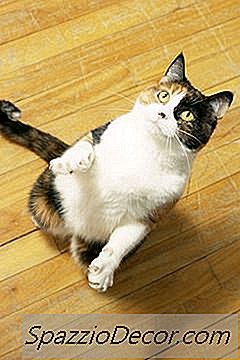 Est-Ce Que Les Chats Ont Des Queues?