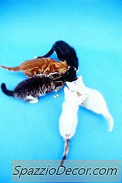 Kedilerin Yeme İçinde Sosyal Düzeni Var Mı?