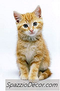 Adakah Kucing Mempunyai Toe Atau Paws?