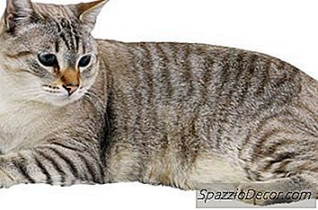 Les Chats Savent Ce Que Sont Les Baisers