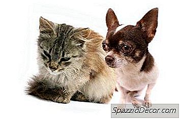 Os Gatos Se Multiplicam Em Idade Semelhante Aos Cães