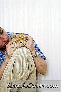 Bemerken Katzen, Wenn Du Auf Einer Reise Bist?