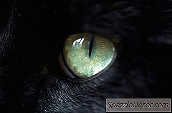 Bevorzugen Katzen Dunklere Räume?