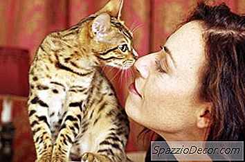 猫对人体荷尔蒙有反应吗？