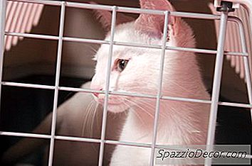 猫通常会在脖子上射击吗？
