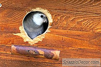 Необходими Ли Са Коктейли За Игра?