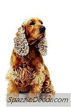 Cocker Spaniels는 고양이와 잘 어울리는가?
