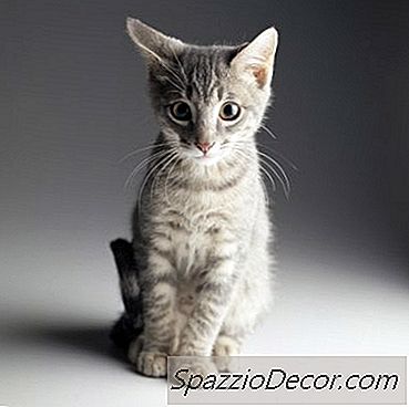 As Baratas Prejudicam Os Gatos?