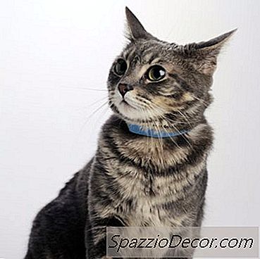 ¿Los Collares De Los Gatos Les Hacen Perder El Pelo En La Nuca?