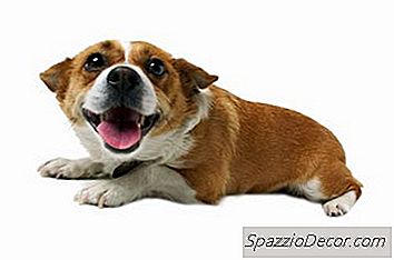 Doe Corgis Zoals Katten?