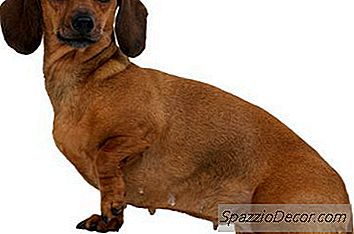 Går Dachshunds Bloated?