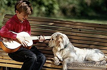 Hebben Verschillende Soorten Muziek Invloed Op Het Gedrag Van Een Hond?