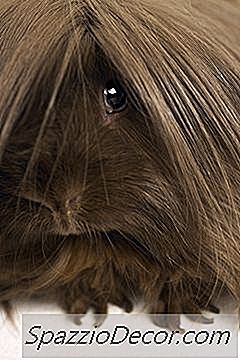 Lopen Honden En Cavia'S Mee?