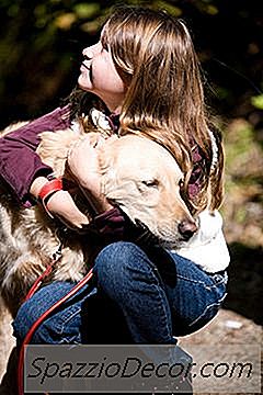 Hafa Hundar Og Kettir Sálir?