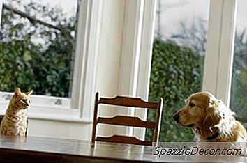 Cães E Gatos Brincam Bem Juntos