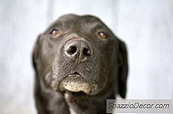 Haben Hunde Ein Langzeitgedächtnis?