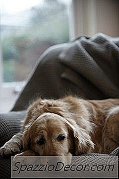 Câinii Plâng De Pierderea Unui Proprietar