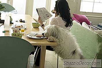 Os Cães Entendem A Permanência Do Objeto?