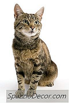 Doações De Gatos Femininos?
