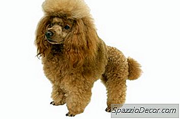 Perros Híbridos Viven Tanto Como Perros De Raza Pura