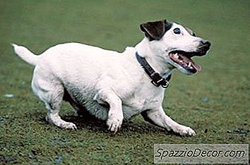 Tun Jack Russell Terrier Gerne Graben?