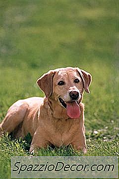 Les Labradors S'Entendent Bien Avec Les Chats