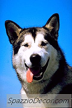 Добре Ли Се Правят Маламутите В Горещи Държави?