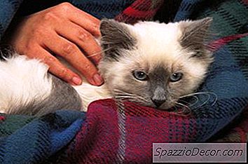 Os Gatinhos Machos Atravessam A Puberdade?