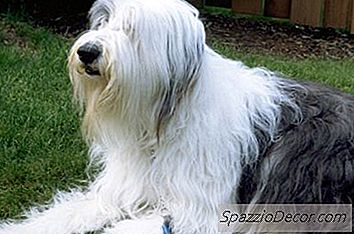 Les Vieux Chiens De Berger Anglais S'Entendent Bien Avec Les Chats