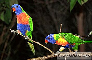 Hebben Papegaaien Gravel Nodig?