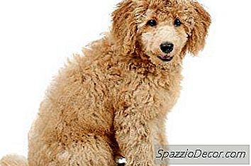 Pudelii Trebuie Sa-Si Taie Parul?