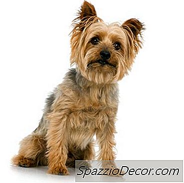 Do Silky Terriers Shed Hair?