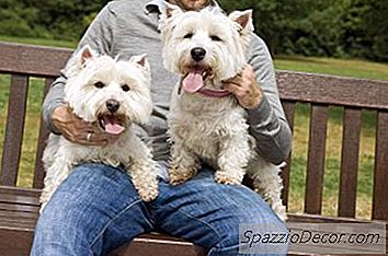 Verschenken West Highland Terrier Viel?